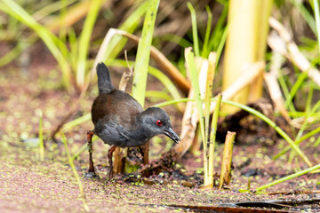 Spotless Crake in Australasia