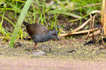 Spotless Crake in Australasia