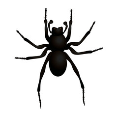 spider isolated on white background