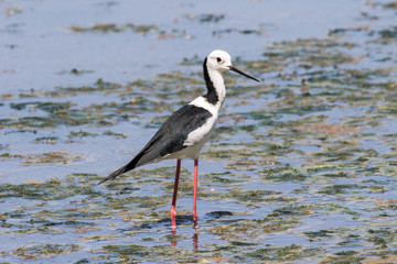 Pied Stilt wading in water in search of food