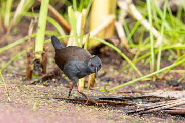 Spotless Crake in Australasia