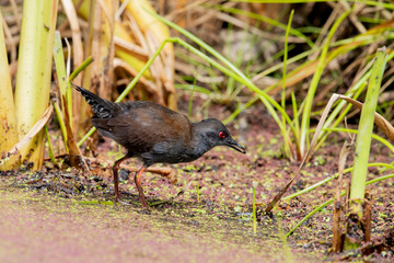 Spotless Crake in Australasia