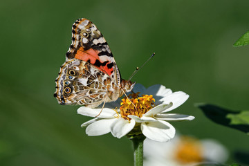Painted lady or Vanessa cardui a well-known colorful butterfly on white Zinnia flower.  Zinnia is a genus of plants of the sunflower tribe within the daisy family. They are native to the western USA.