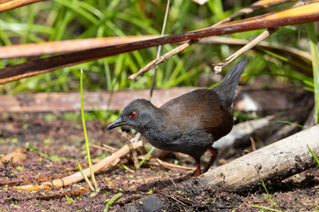 Spotless Crake in Australasia