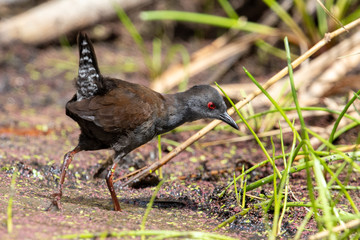 Spotless Crake in Australasia