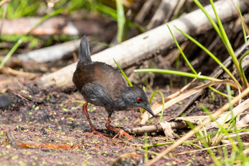 Spotless Crake in Australasia