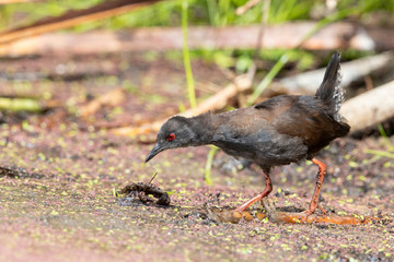 Spotless Crake in Australasia
