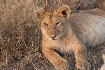 Fototapeta premium Leone