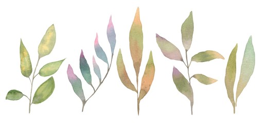 Watercolor leaves. Leaves illustration isolated on white background 