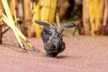 Spotless Crake in Australasia