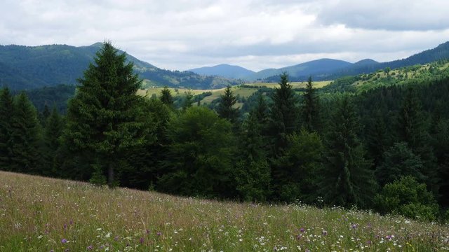 mountain landscape with the wild flowers growing on a green grassland and clouds floating abobe the green hills