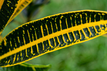 Hoja de arbusto
