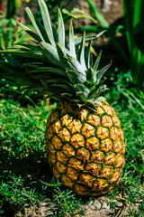 pineapple on green background