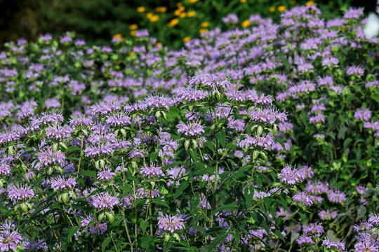 Bee balm in the garden. Known as Monarda it is a genus of flowering plants in the mint family, Lamiaceae. It is endemic to North America. Common names include horsemint, oswego tea, and bergamot. 