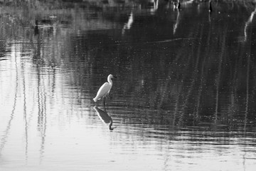 White Egret standing over reflection in water BW