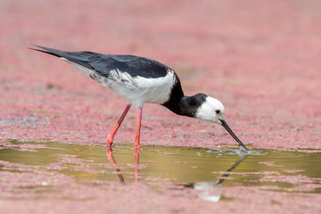 Pied Stilt in Australasia