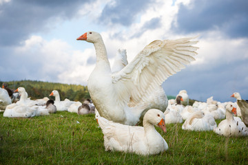 Gans