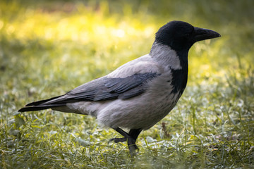 beautiful portrait of black crow in wintertime