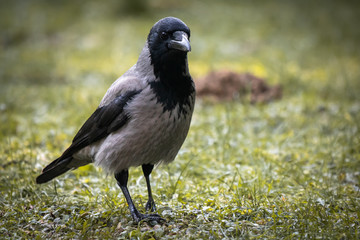 beautiful portrait of black crow in wintertime