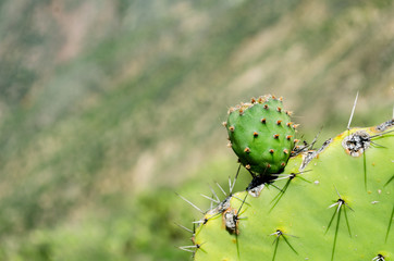 nature in the Peruvian Andes