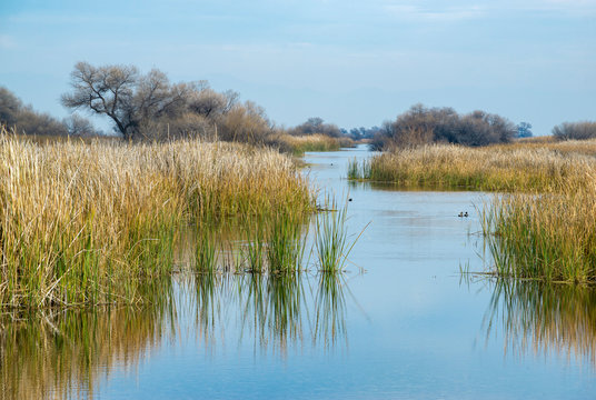 USA, California, Kern County, Kern National Wildlife Refuge. Duck habitat between reeds at this scenic waterway in the San Joaquin Valley