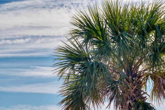 A Palmetto tree on background of blue sky