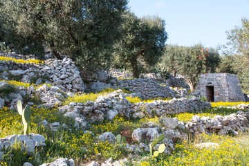 Mediterranean landscape in Salento with olive trees, stones and walls, Italy