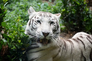 Fototapeta na wymiar one white tiger in a zoo