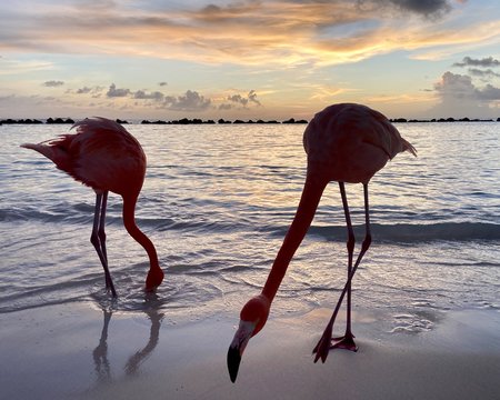 Flamingo at Aruba sunset