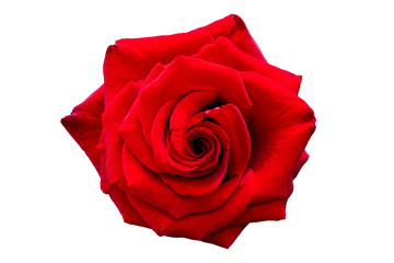 beautiful single red rose color blooming flower in isolated white background with clipping path 