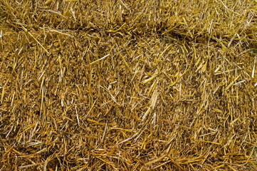 Hay bale from freshly cut wheat.