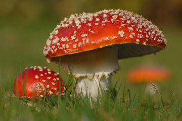 Fliegenpilz Amanita muscaria