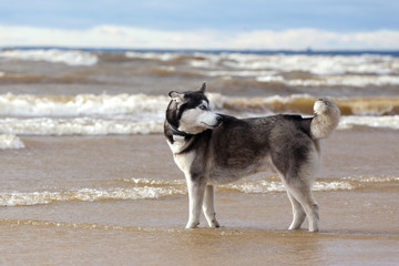 Dog breed Siberian Husky standing on the shore of a stormy bay