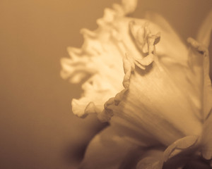 Fototapeta na wymiar Light Yellow Daffodil