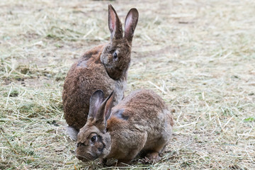 Domestic rabbit on the farm. Domestic habitat. European rabbit or common rabbit, Oryctolagus cuniculus