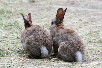 Domestic rabbit on the farm. Domestic habitat. European rabbit or common rabbit, Oryctolagus cuniculus