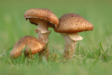 Hallimasch Armillaria sp