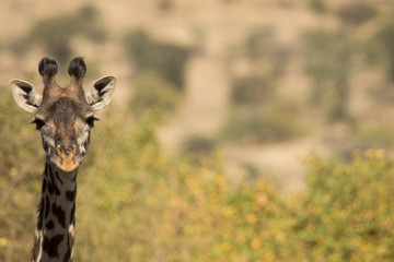Giraffa africana
