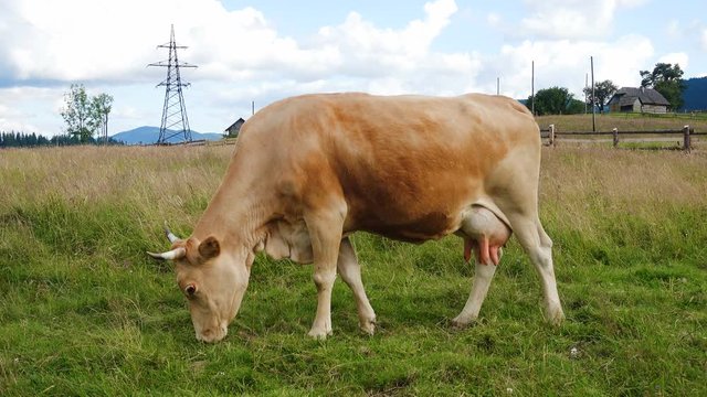 cow on a mountains pasture with the beautiful green hills and clouds in the beackground