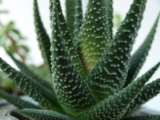 green succulents plants are shown close-up on a white background.