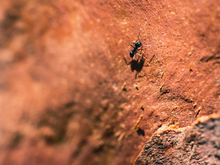 Ant on a tree
