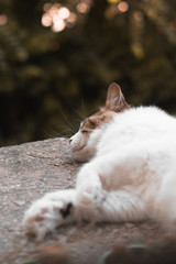 Cat green eyes bokeh background