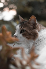 Cat green eyes bokeh background