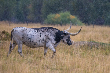 Black and White Texas Longhorn in rain storm in fall colors