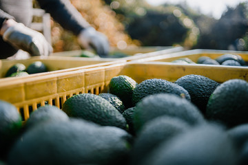 Farmers loading the truck with full hass avocado´s boxes