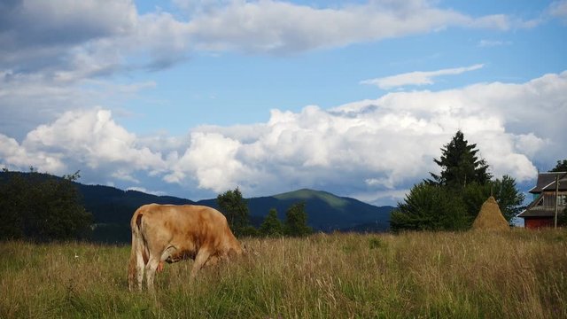 cow on a mountains pasture with the beautiful green hills and clouds in the beackground
