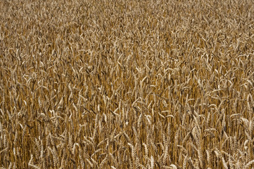 Wheat growing on a rural farm in the USA. It is a grass widely cultivated for its seed, a cereal grain which is a worldwide staple food.