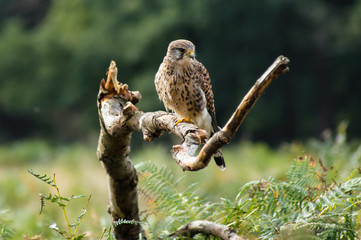 Kestrel perching on a tree branch