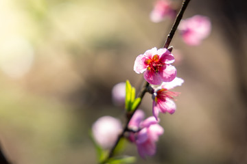 Sakura flowers blooming blossom in Chiang Mai, Thailand
