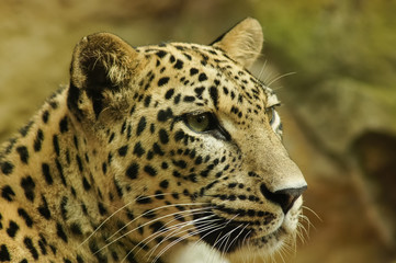 close up of persian leopard